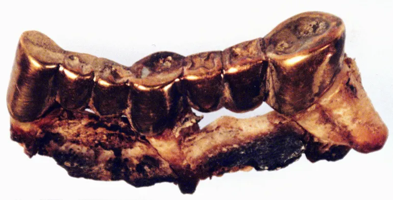 قطعة من فك بشري يقول الخبراء إنها تعود لأدولف هتلر وهي موجودة في موسكو (رويترز)